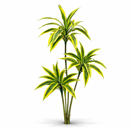 Dracaena Plant