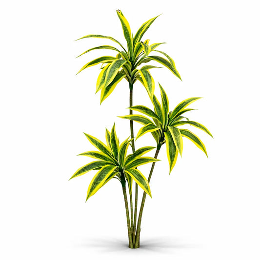 Dracaena Plant